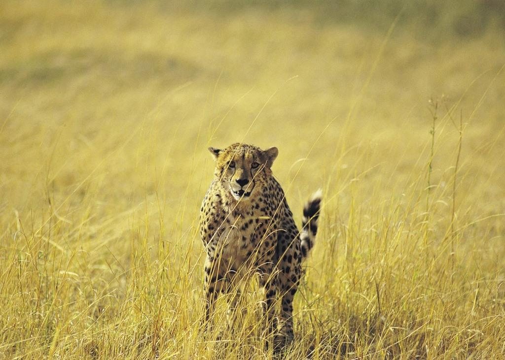 Serengeti National Park