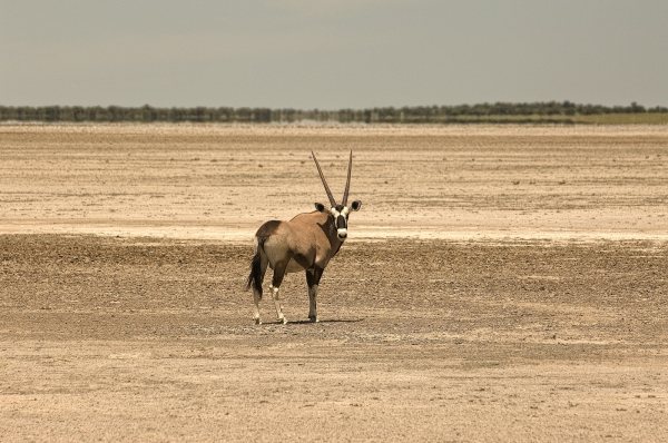 Makgadikgadi Salt Pans & Nxai Pan National Park