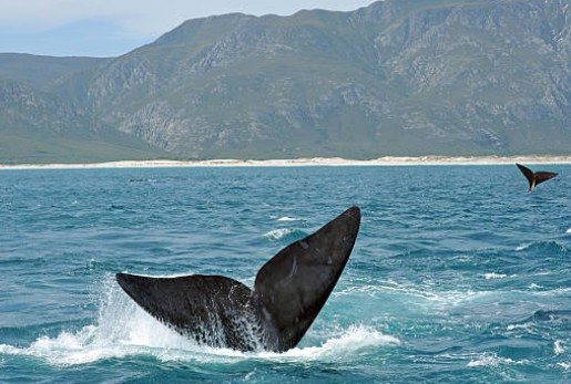 Whale Coast