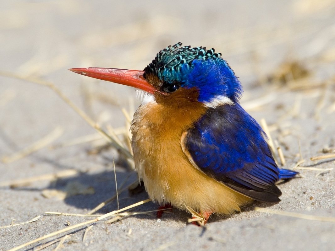 Hwange National Park