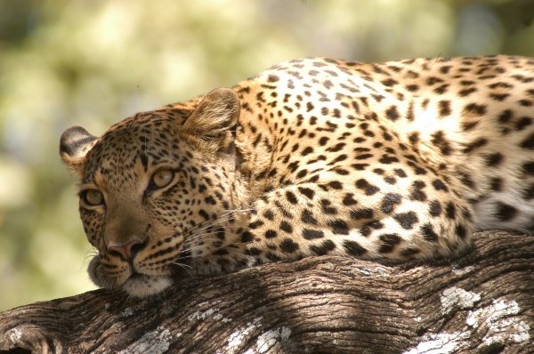 Okavango Delta
