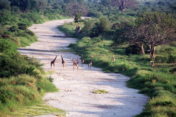 Tarangire National Park