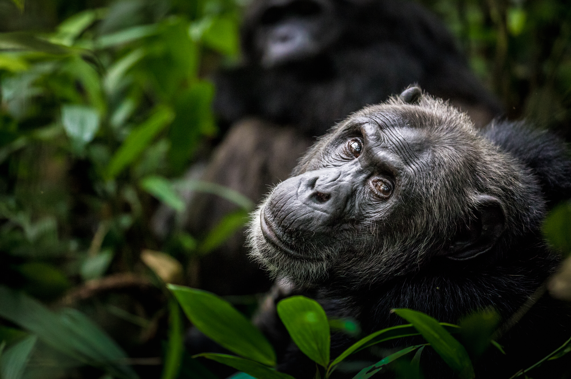 Rwanda safari destination