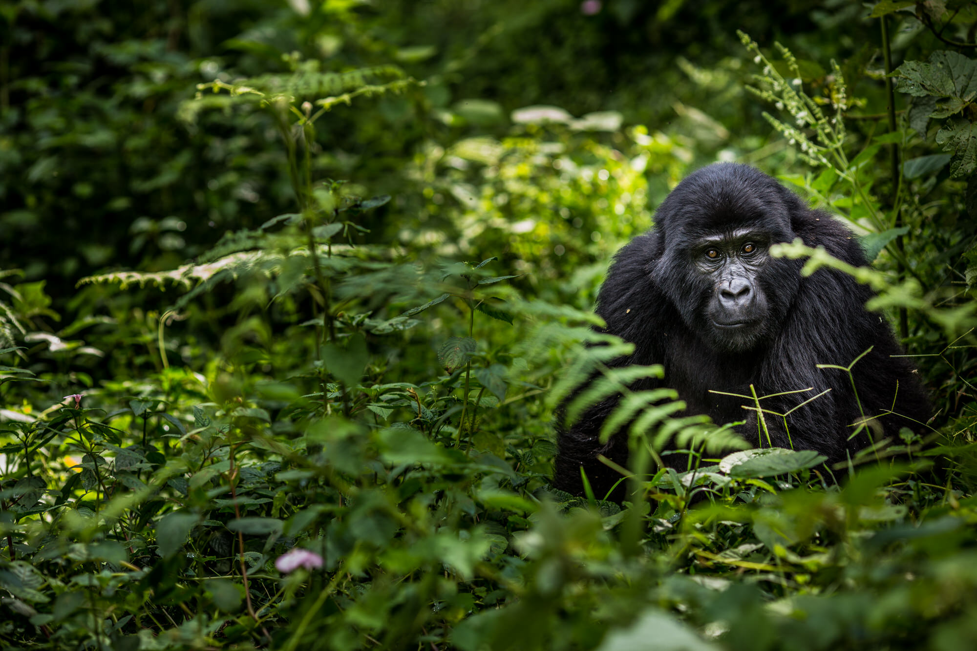 Gorillas & Game Drives